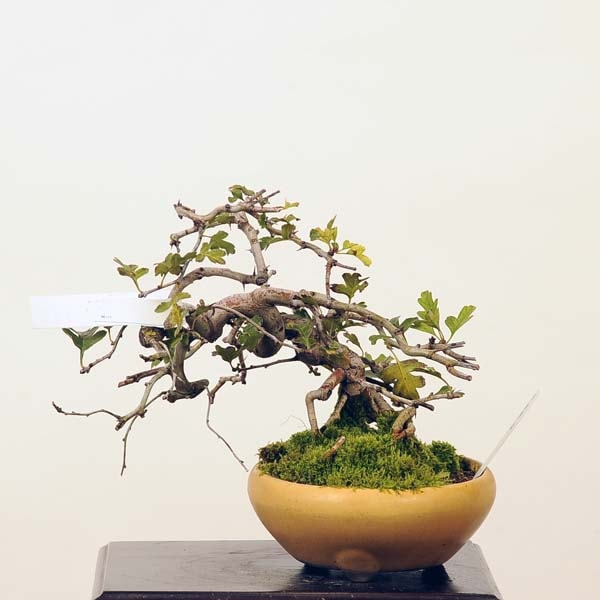 紅山楂子　ベニサンザシ　[寄せ植え] 　中品盆栽　すっちゃんです。 紅紫檀 石付き盆栽 紅シタン石付き べにしたん 小さくてかわいい