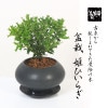 �ߥ��ߺϡ�ɱɢ(�ҥ�ҥ��饮)*������ȭ �������դ��� bonsai