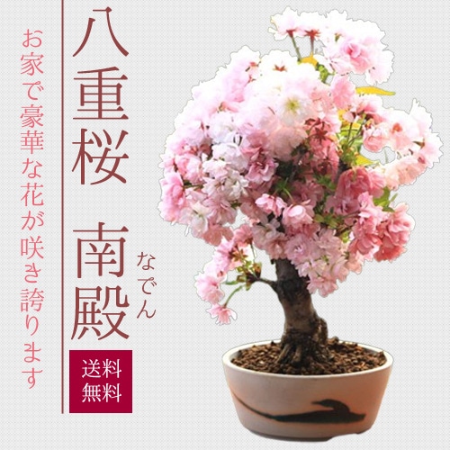 桜盆栽：八重桜(南殿）*<瀬戸焼鉢白丸鉢>2025年開花終了【送料無料