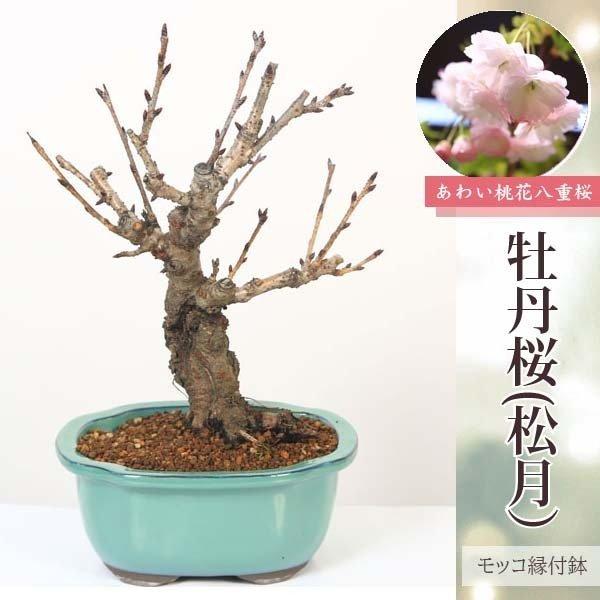 桜盆栽：牡丹桜(松月）*＜モッコ縁付鉢＞【送料無料】bonsai | 新着