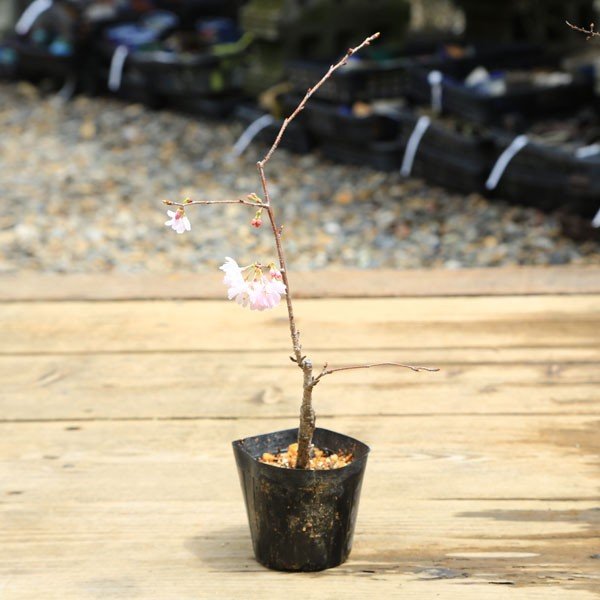 苗：十月桜(直)*じゅうがつさくら/ジュウガツサクラ | 盆栽素材,苗(花