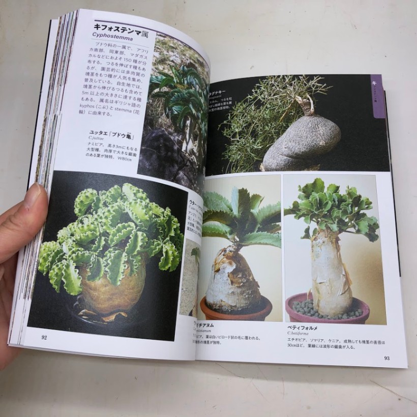 本：決定版 多肉植物図鑑*資材 | 書籍,各種書籍 | 遊恵盆栽 本店