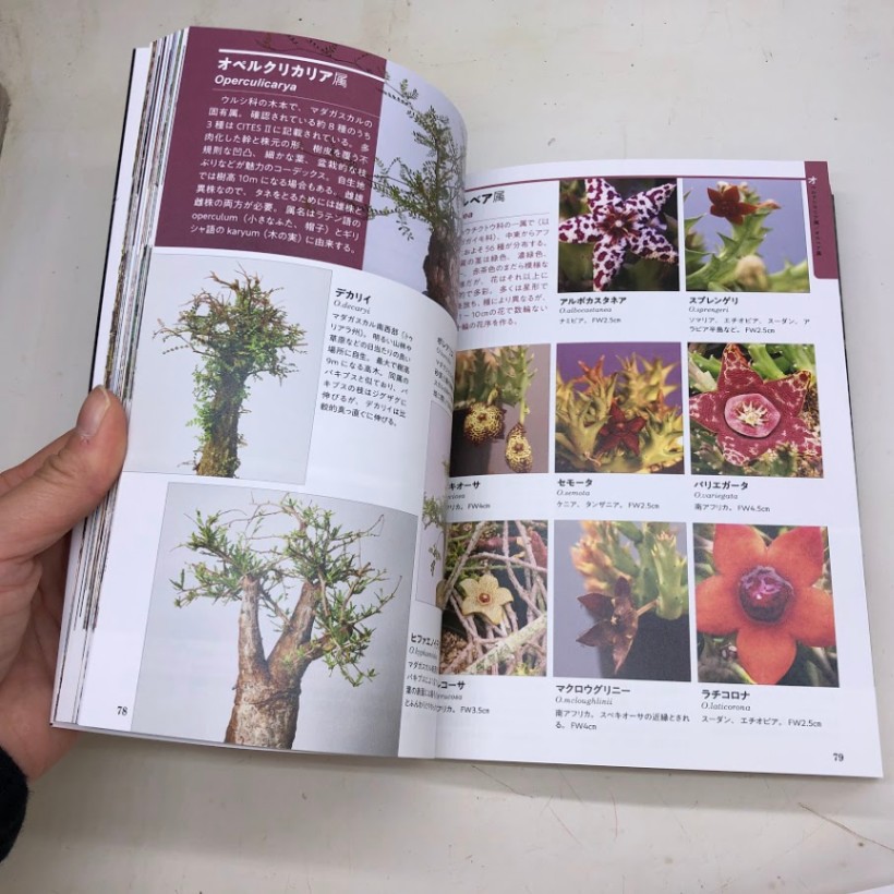 本：決定版 多肉植物図鑑*資材 | 書籍,各種書籍 | 遊恵盆栽 本店