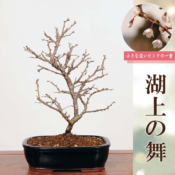 桜盆栽：富士桜 湖上の舞*＜長方青鉢＞【2025年開花終了】【送料