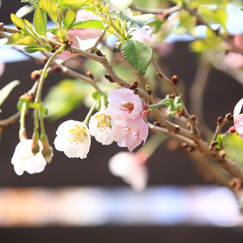 桜盆栽：富士桜 湖上の舞*＜長方青鉢＞【2025年開花終了】【送料無料