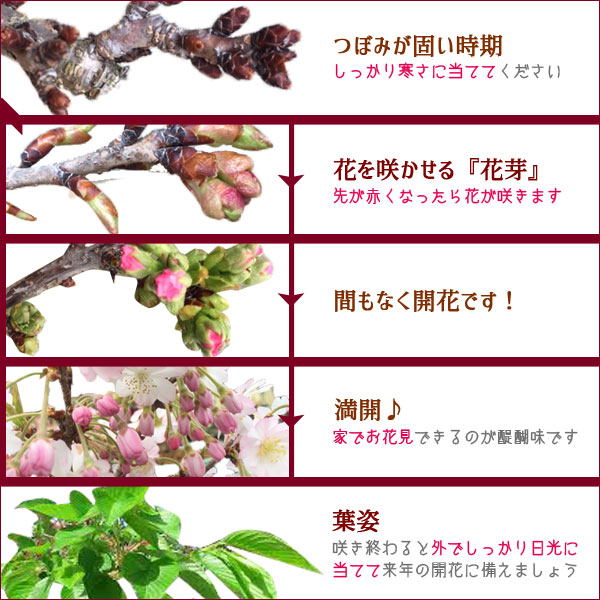 桜盆栽：富士桜 湖上の舞*＜長方青鉢＞【2025年開花終了】【送料無料