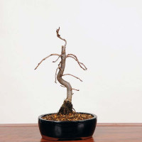 特大　桜陶　落款　緑釉　楕円　盆栽鉢 特大 桜陶 落款 緑釉 楕円 盆栽鉢 緑釉楕円鉢 新作の緑