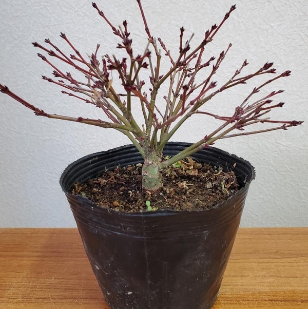 �ġ���ɱ��ߤ�(��)*����Ҥ�/����ҥ��ߥ�/����