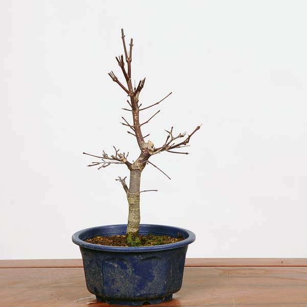 �ġ����ϡ���ߤ�(�ĥݥå�)