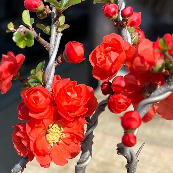 ちゃむちゃむさま専用【メルカリ便157】八重長寿梅 チョウジュバイ ミニ盆栽苗 苗：八重長寿梅（曲） やえちょうじゅばい チョウジュバイ | 盆栽素材