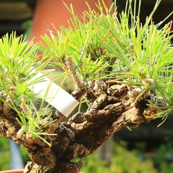 錦松(にしきまつ) 盆栽 素材 盆栽 松 黒松 錦松 樹高 約16cm にしきまつ Pinus thunbergii