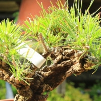 にしき松 苗：錦松（にしきまつ）*（素焼き鉢） ニシキマツ | 盆栽素材,苗(松柏