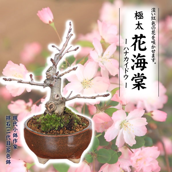 �ߺϡ������֤����ɤ�*(����(������)�㿧ȭ)*������̵���� ��2026ǯ���֡�bonsai
