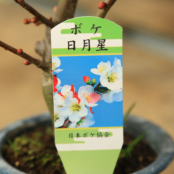 苗：木瓜（ボケ）4号*品種をお選びください ぼけ ボケ | 盆栽素材,苗