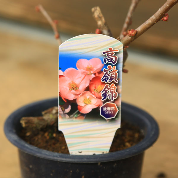 苗：木瓜（ボケ）4号*品種をお選びください ぼけ ボケ | 盆栽素材,苗