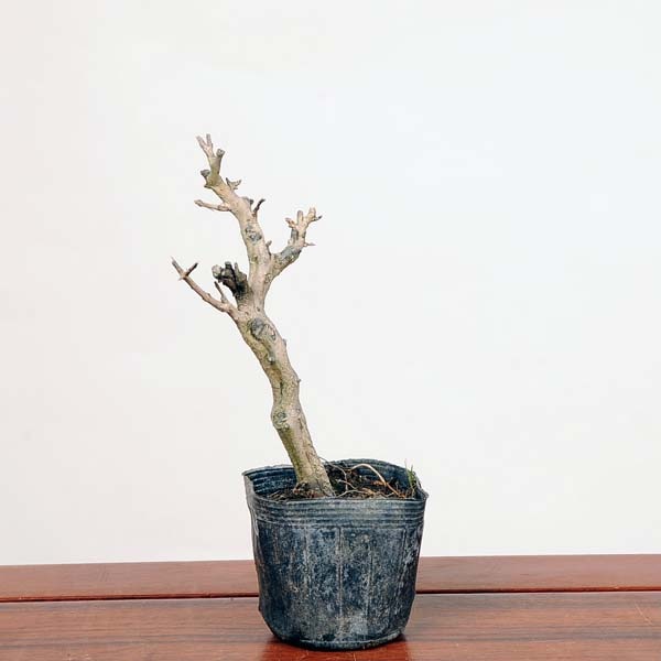 盆栽【ザクロ】 盆栽 ザクロ Pomegranate Bonsai #10 | Oh! BONSAI