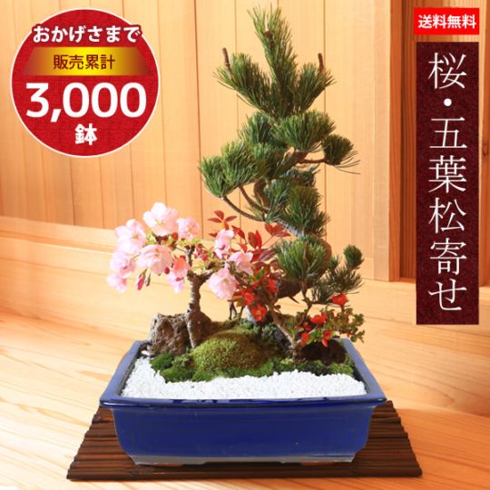盆栽鉢 長方 青 寄せ植え 盆栽：桜・藤寄せ植え*陶器鉢* (2025年開花終了) さくらふじ誕生