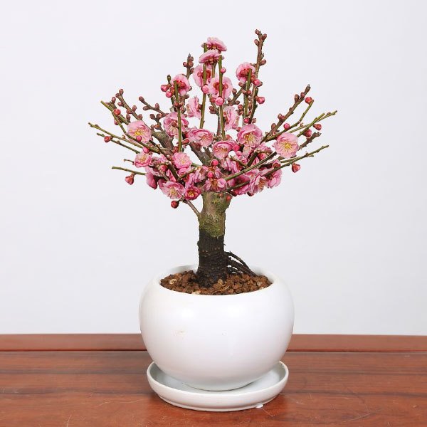 �����ߺϡ����ߡʥ�������ȭ�����ա�*��2025ǯ���ֽ�λ�ۡ�����̵����bonsai