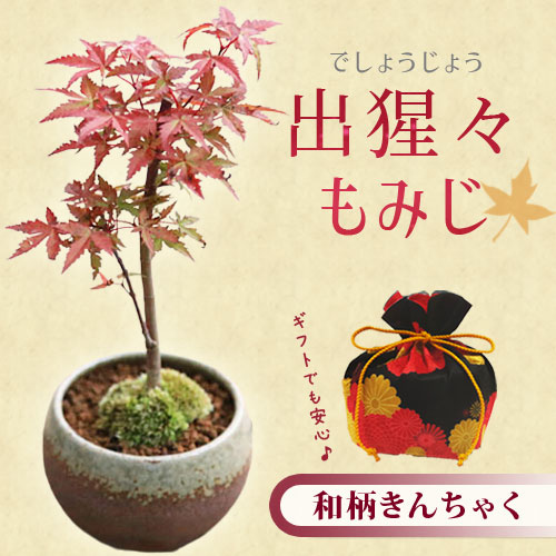 �����ߺϡ����ϡ���ߤ������;ƴ�ȭ��*��2025ǯ���ա�������åԥ��բ�����bonsai