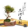 ߥ˷ʿߺϡϹ*;ʱȭˡ̸ bonsai