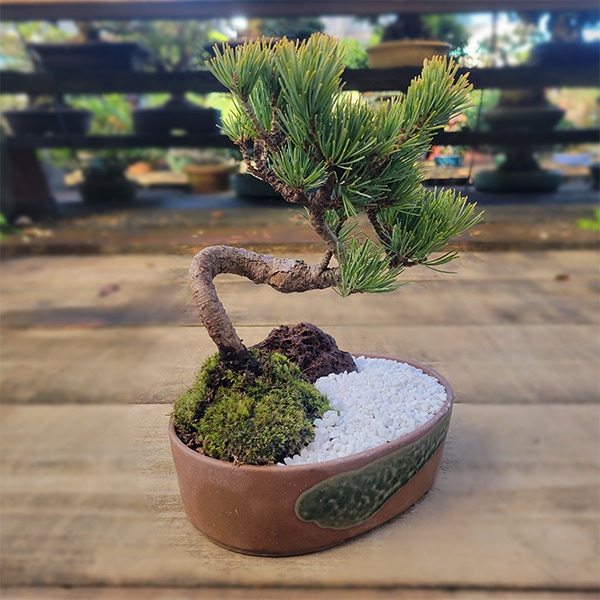 景色盆栽：五葉松*（瀬戸焼楕円鉢） bonsai | ミニ・小品盆栽