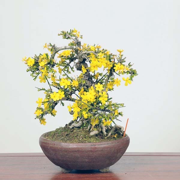 中品盆栽：特選黄梅 現*おうばい Oubai bonsai | 新着商品