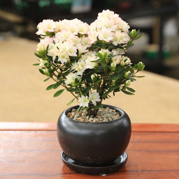 ツツジ造花盆栽 本絹手造り 鉢付 総高さ40㎝ 茶道具 茶室飾 インテリア 置物 0_749983adf0c6bbde1eb6837d0547