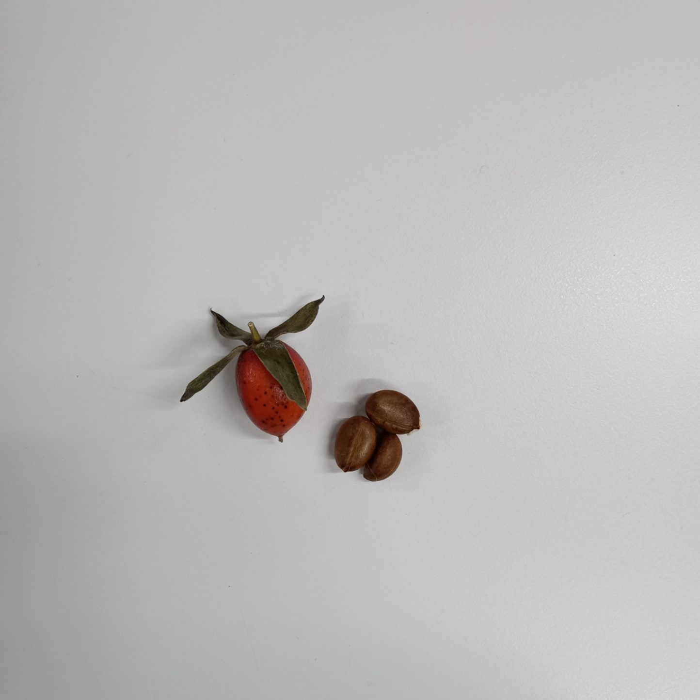 遊恵盆栽:種子 老爺柿*（ロウヤガキ/ろうやがき） | すべての商品