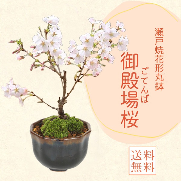 桜盆栽：ミニ御殿場桜*（瀬戸焼 紺 花形丸鉢）苔付き＜2026年開花終了