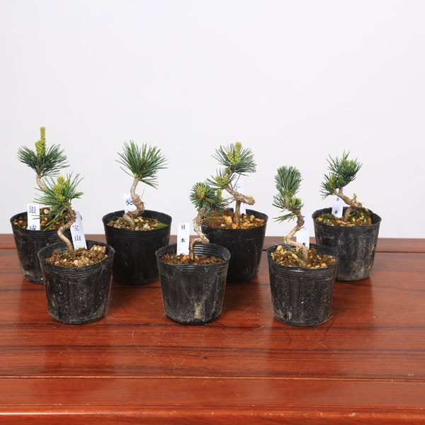 �ġ����վ�  (�ʡ�����) A *���ʼ�����Ӥ������������褦�ޤġ����襦�ޥ�