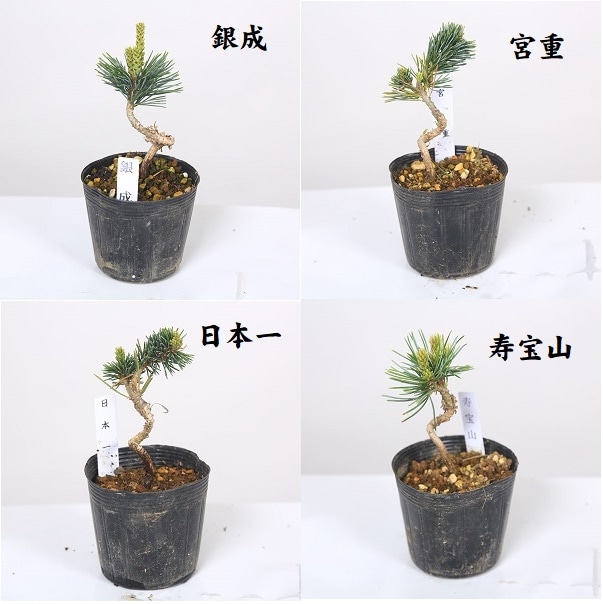 苗：五葉松 (曲・実生) A * 品種をお選びください ごようまつ