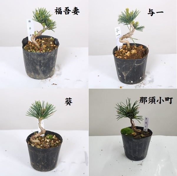 苗：五葉松 (曲・実生) A * 品種をお選びください ごようまつ