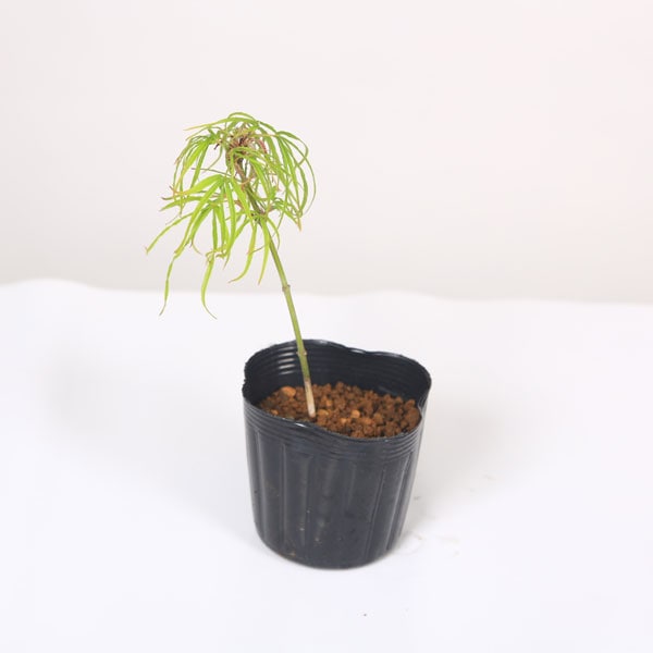 �ߥ��ġ��פλ��ߤ�*���ȥΥ��ȥ�ߥ�/����