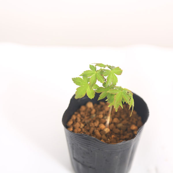 苗：鹿島もみじ*かしま/カシマモミジ/紅葉 | 新着商品,新入荷苗・再