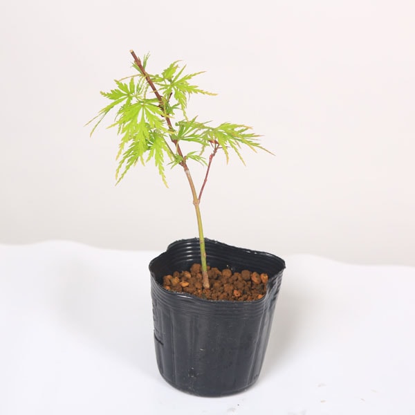 �ߥ��ġ���ε��ߤ�*������奦��ߥ�������