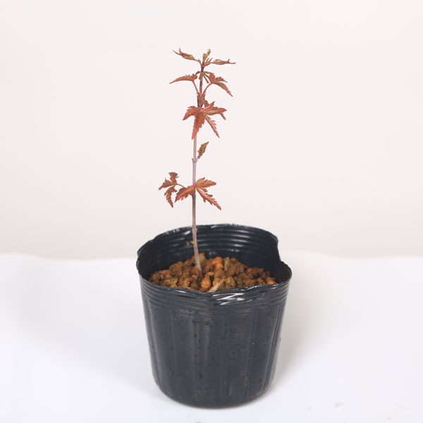 �ġ����Ի׵Ĥ�ߤ�