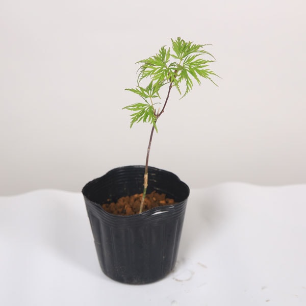 ミニ苗：エメラルドレースもみじ 紅葉 モミジ | 新着商品,新入荷苗・再