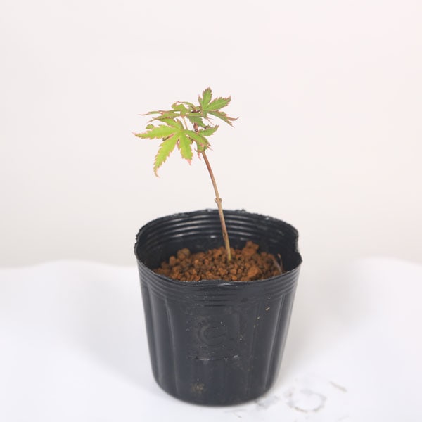 ミニ苗：松ヶ枝もみじ*マツガエモミジ 紅葉 | 新着商品,新入荷苗・再