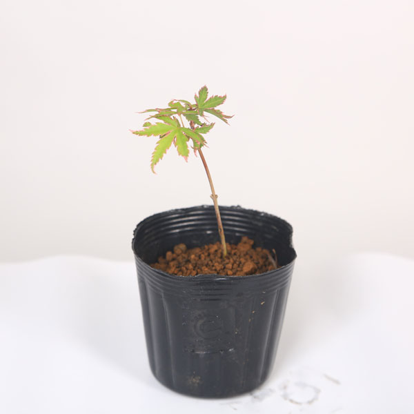 ミニ苗：松ヶ枝もみじ*マツガエ | 新着商品,新入荷苗・再入荷苗 | 遊恵
