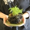 𡧥ȥ亮Υաʤ椦 ա* ΤֲǼ ȭbonsai