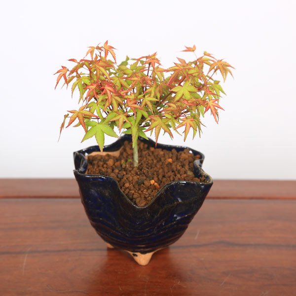 中品盆栽：特選清姫紅葉 現品*きよひめ モミジ Momiji-遊恵盆栽 本店 優良