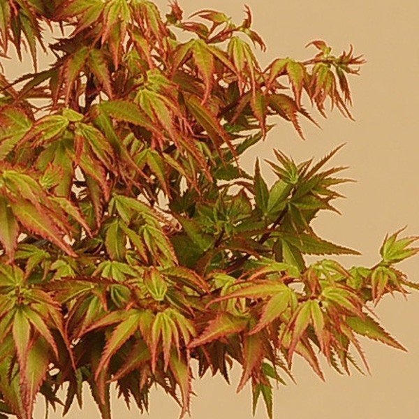 ミニ盆栽：清姫もみじ（信楽花形小鉢）*送料無料 bonsai | ミニ