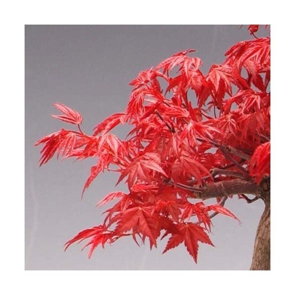 中品盆栽：出猩々もみじ太幹（瀬戸焼長方鉢）*送料無料 bonsai | 中品