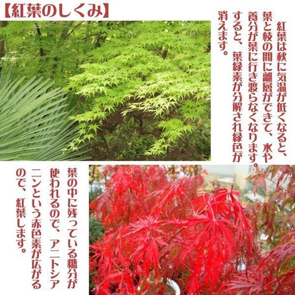 紅葉(出猩々) もみじ モミジ 中品盆栽 (樹高40cm・幹元径5cm) 太根張り