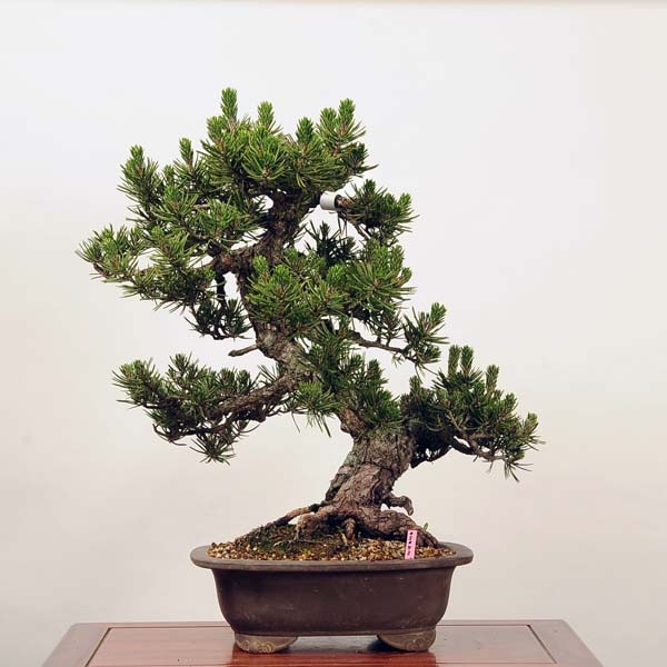 大品盆栽：特選寸梢黒松*☆特典付き☆kuromatsu 現品 | 新着商品