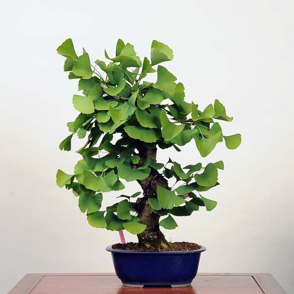 中品盆栽：実成銀杏(鉢カケ有)*現品☆特典付き☆Icho | 新着商品