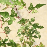 苗：斑入り野ぶどう*（フイリノブドウ/のぶどう）野葡萄 | 新着商品,新