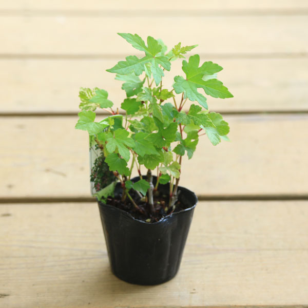 野葡萄 苗 ② 000000008942_gr8l4HN.jpg