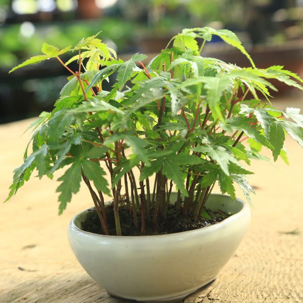 白木盆栽園　山秋　未使用品　盆栽鉢　高さ31.5センチ　鉢和鉢盆栽趣味陶器盆器 白木盆栽園 山秋 未使用品 盆栽鉢 高さ20センチ 鉢和鉢盆栽趣味陶器盆