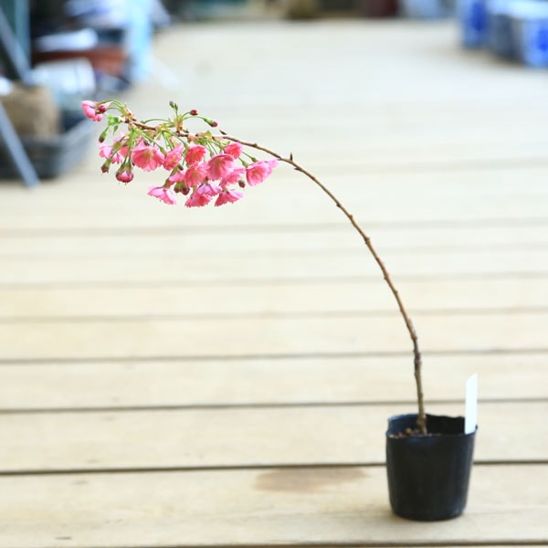 幼木苗：富士桜（赤花八重咲・バラ咲）*ふじさくら/フジサクラ | 新着